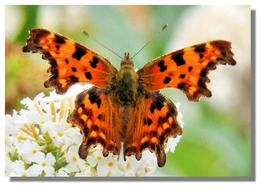 Comma