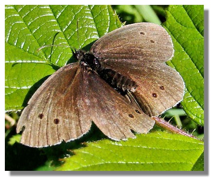 Ringlet Butterfly