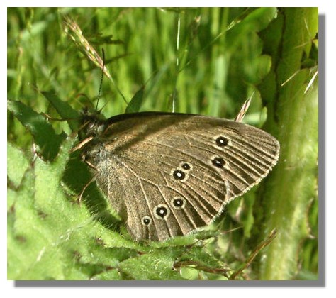 Ringlet Butterfly