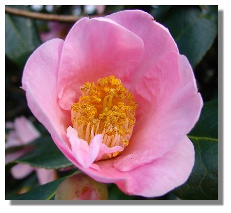 Camellia Frost Damage