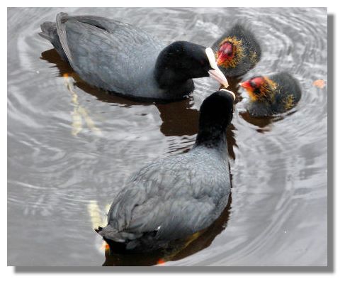 coots_chicks_drumpellier0007s.jpg