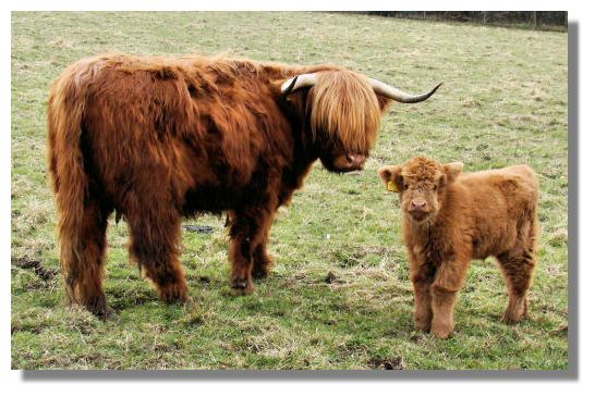 Cows In Scotland