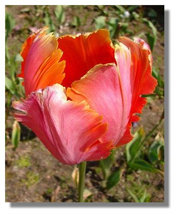 Tulips are all but over but the fringed varieties, such as this one, 