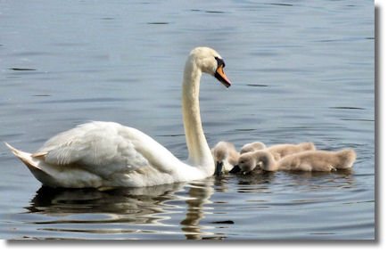 Cygnets