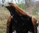 Loch Lomond Bird of Prey Centre Golden Eagle