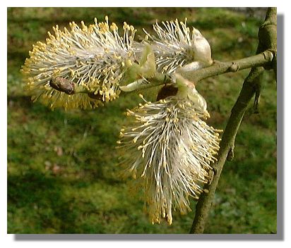 Pictures Of Catkins