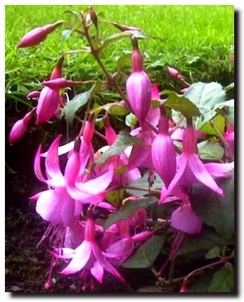 Flowers Fuschia