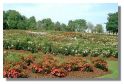 Tollcross International Rose Trials