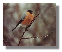 Bullfinch