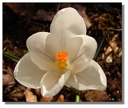 Crocus