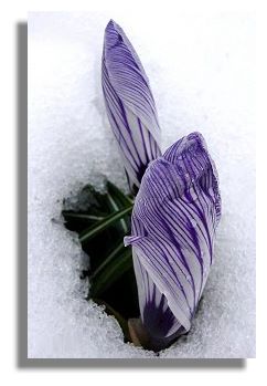 Crocus in the Snow