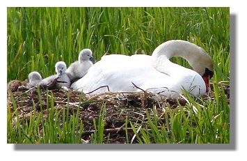 Newly Hatched Cygnets