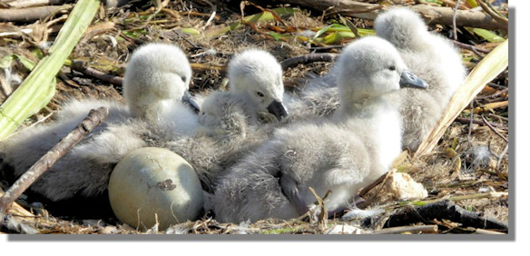 Cygnets