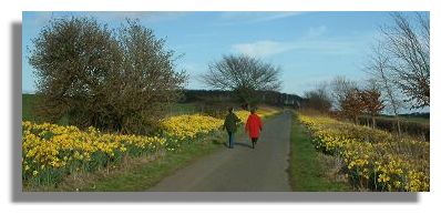 Daffodils on Fife Coastal Path