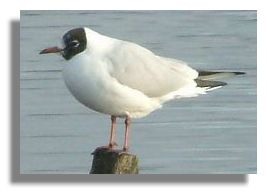 Blackheaded gull - summer