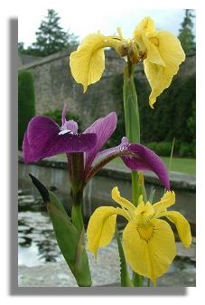 Irises at Falkland Palace