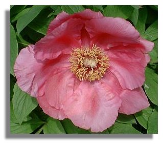 Paeonia