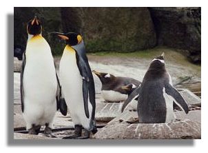 Penguins in Edinburgh Zoo