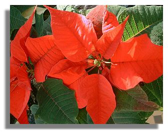 Poinsettia