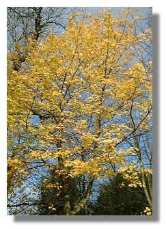 Sycamore
