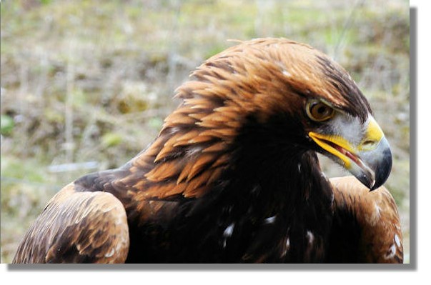 Golden Eagle