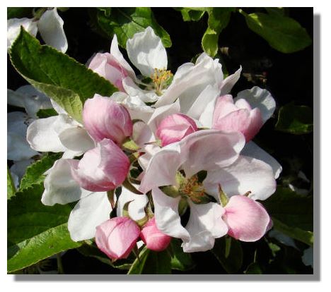 apple blossom tattoo. of the apple blossom adds