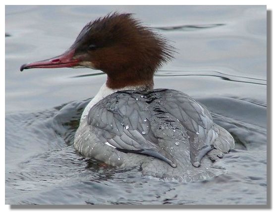 Female Goosander