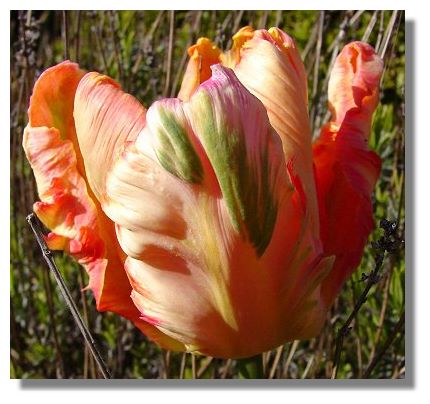 Tulips Graphics